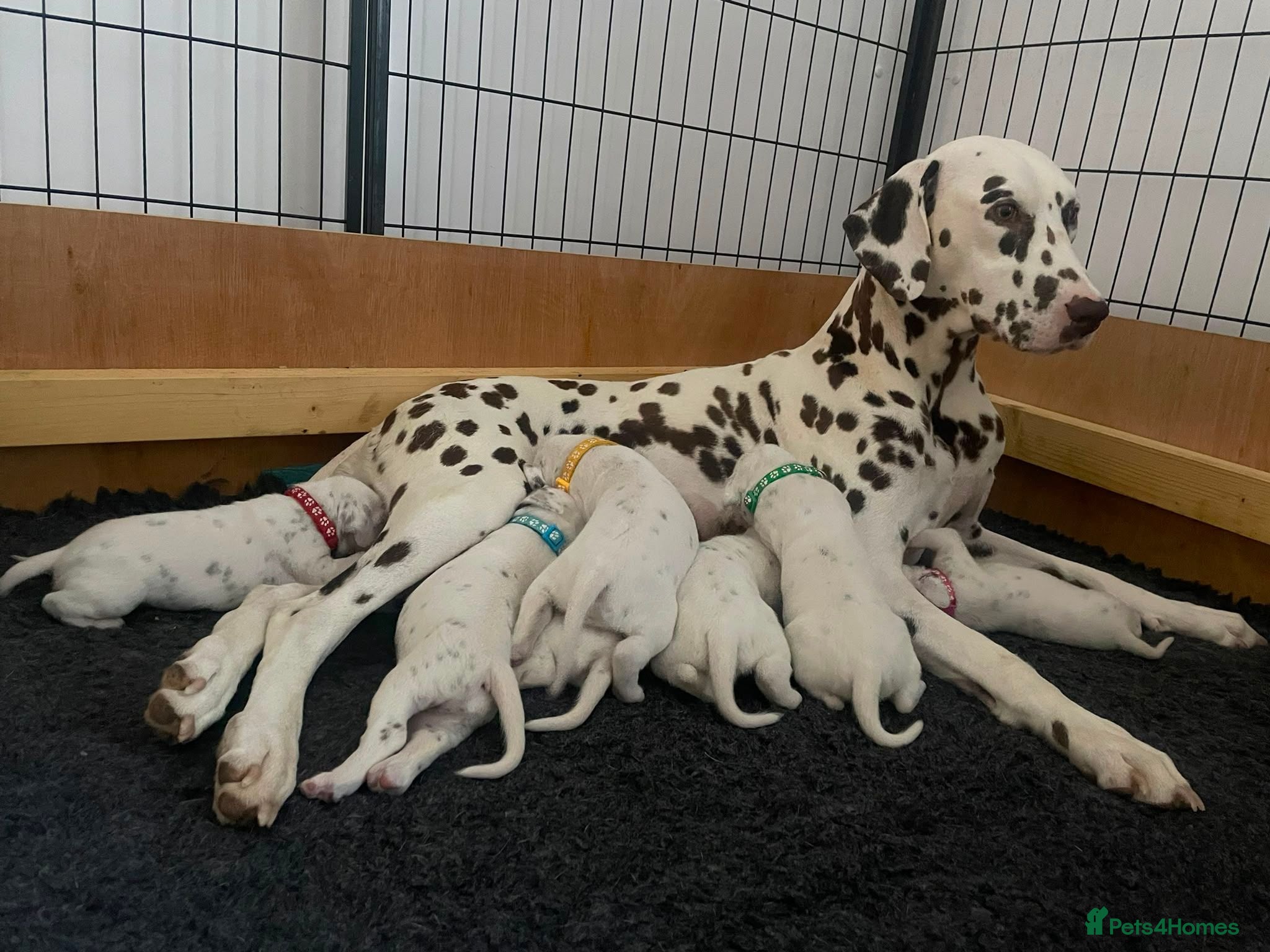 Dalmatian dogs Exceptional KC Liver Spotted Dalmatian Puppies - Advert 2