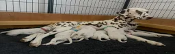 Dalmatian dogs for sale: Exceptional KC Liver Spotted Dalmatian Puppies - Advert 2