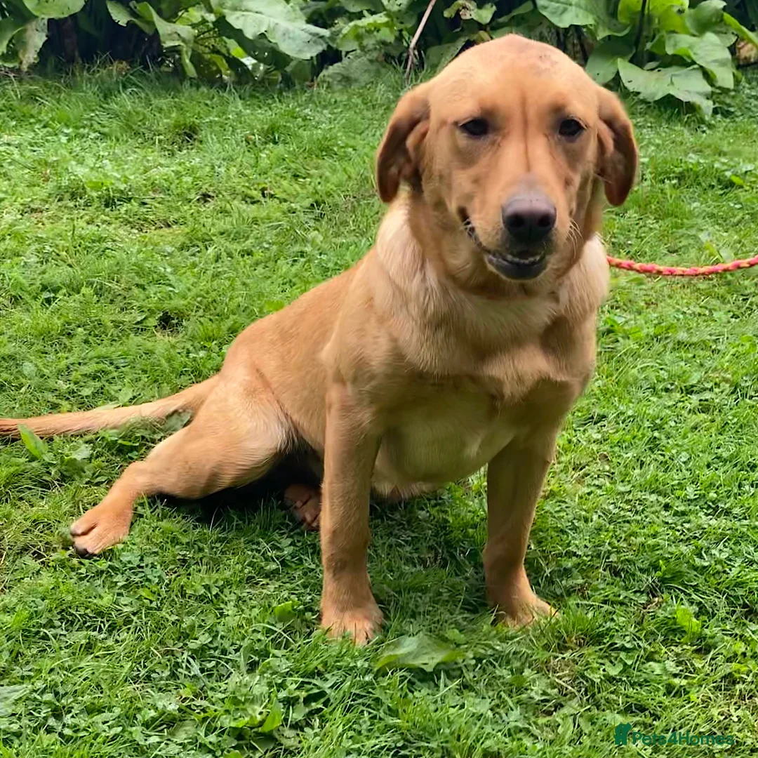 Labrador Retriever dogs for sale: 1st Class ⭐️⭐️⭐️⭐️⭐️ Licensed - Advert 2