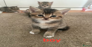 Mixed Breed cats - Advert 16