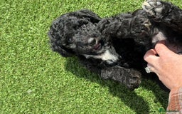 Sheepadoodle dogs for sale: Miniature Sheepadoodles (F1) - Image 9