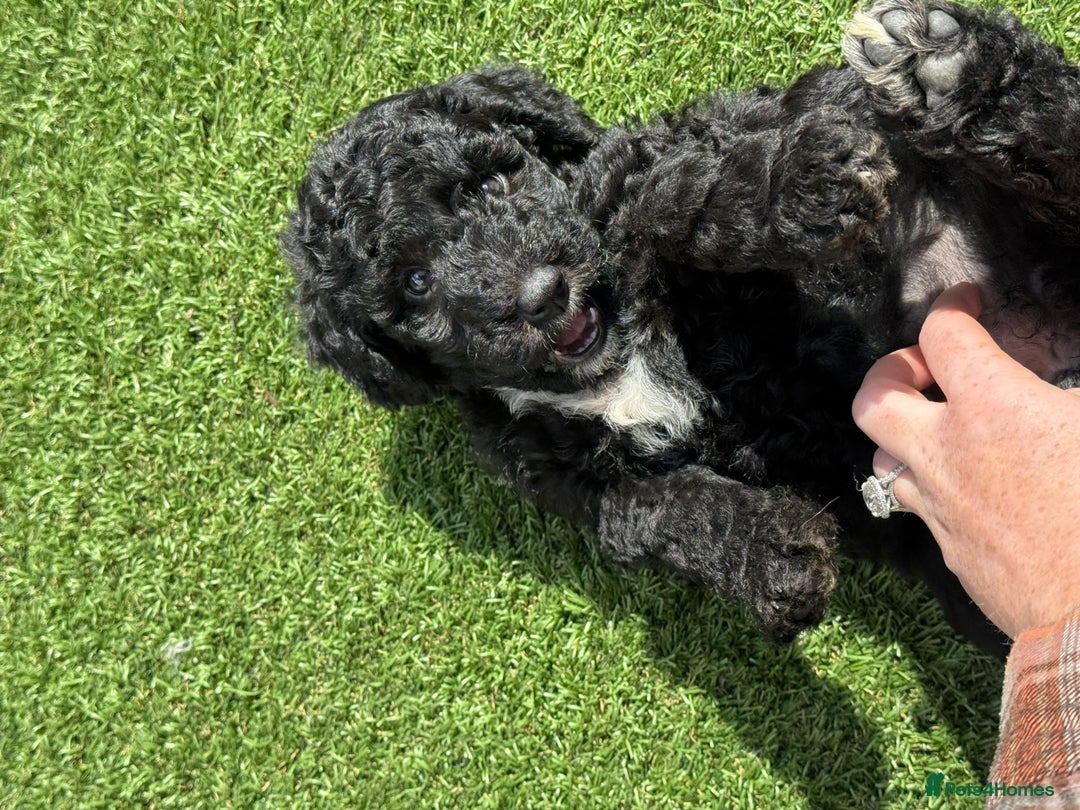 Sheepadoodle dogs for sale: Miniature Sheepadoodles (F1) - Image 9