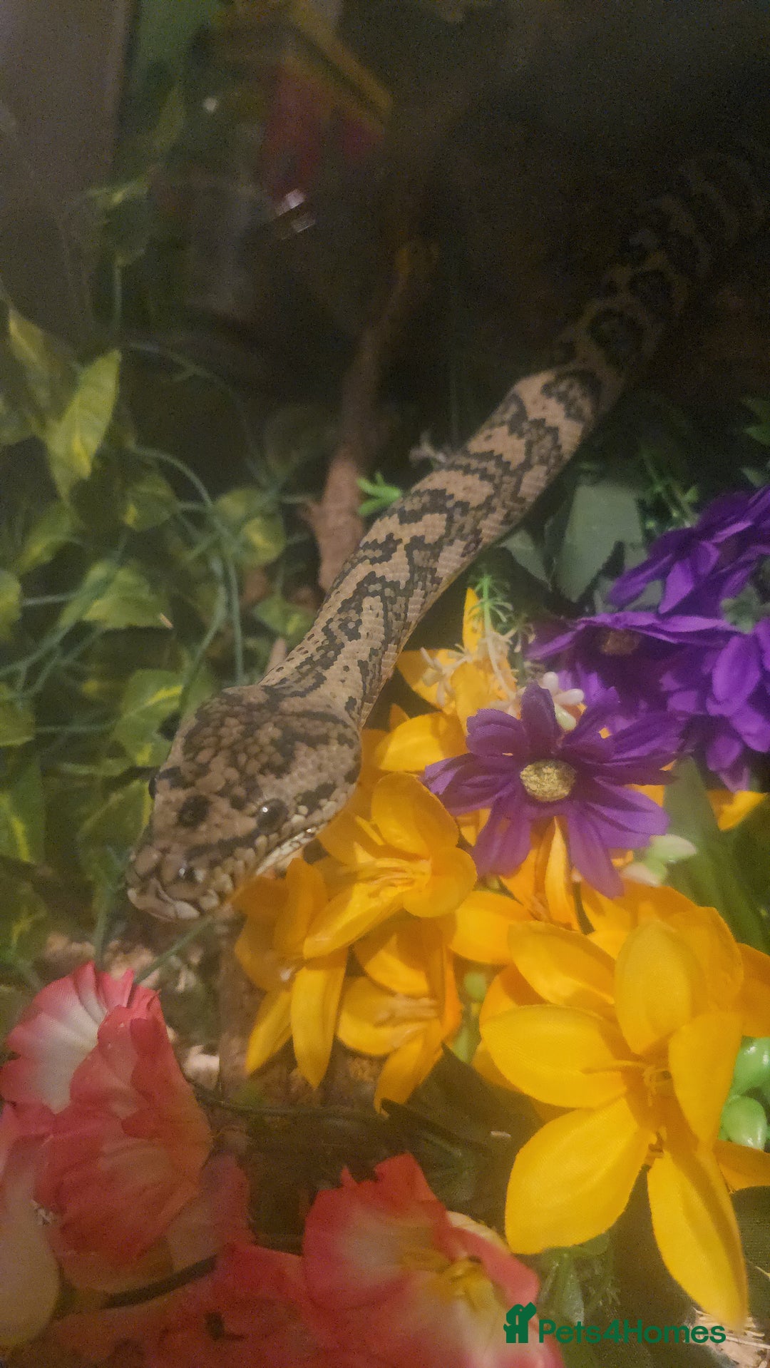 Python Snake reptiles for sale: 7' Male Carpet Python.  - Advert 5