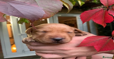 Labrador Retriever dogs - Advert 10