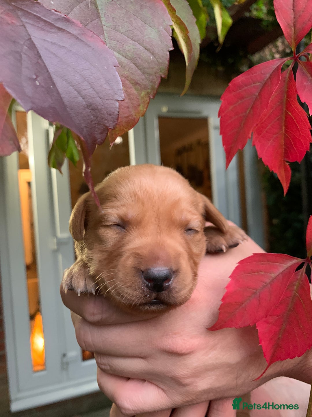 Labrador Retriever dogs for sale: Beautiful Fox Red Labrador Puppies - Image 3