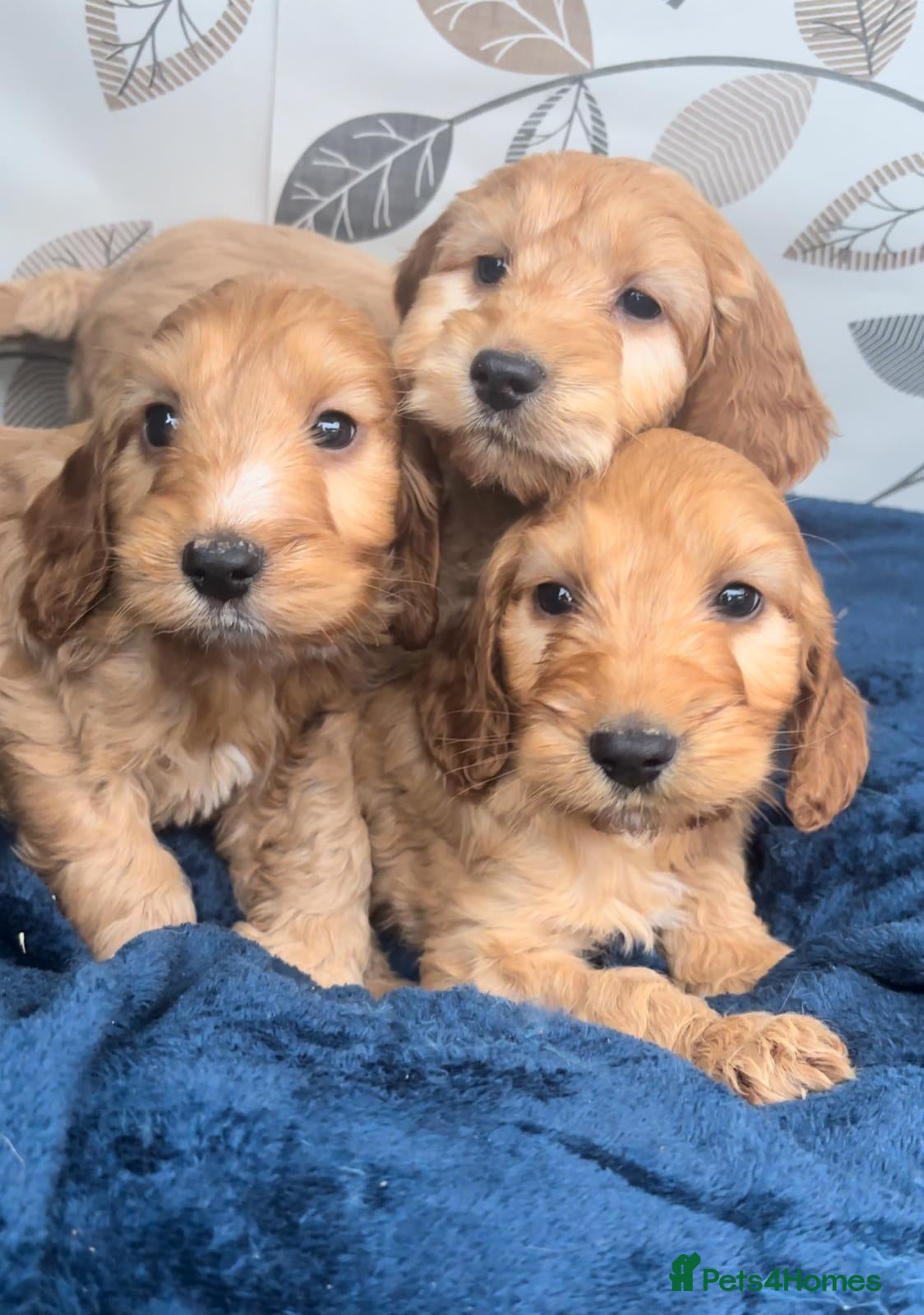 Cockapoo dogs Cockapoo puppies for sale  in Barking - Advert 2