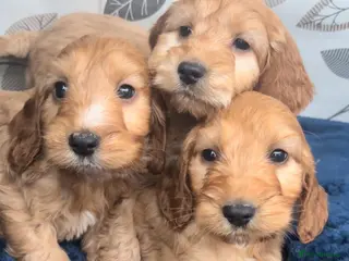 Cockapoo dogs Cockapoo puppies for sale in Barking - Advert 1