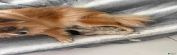 Pomeranian dogs for sale: Beautiful Pomeranian Puppies - Advert 1