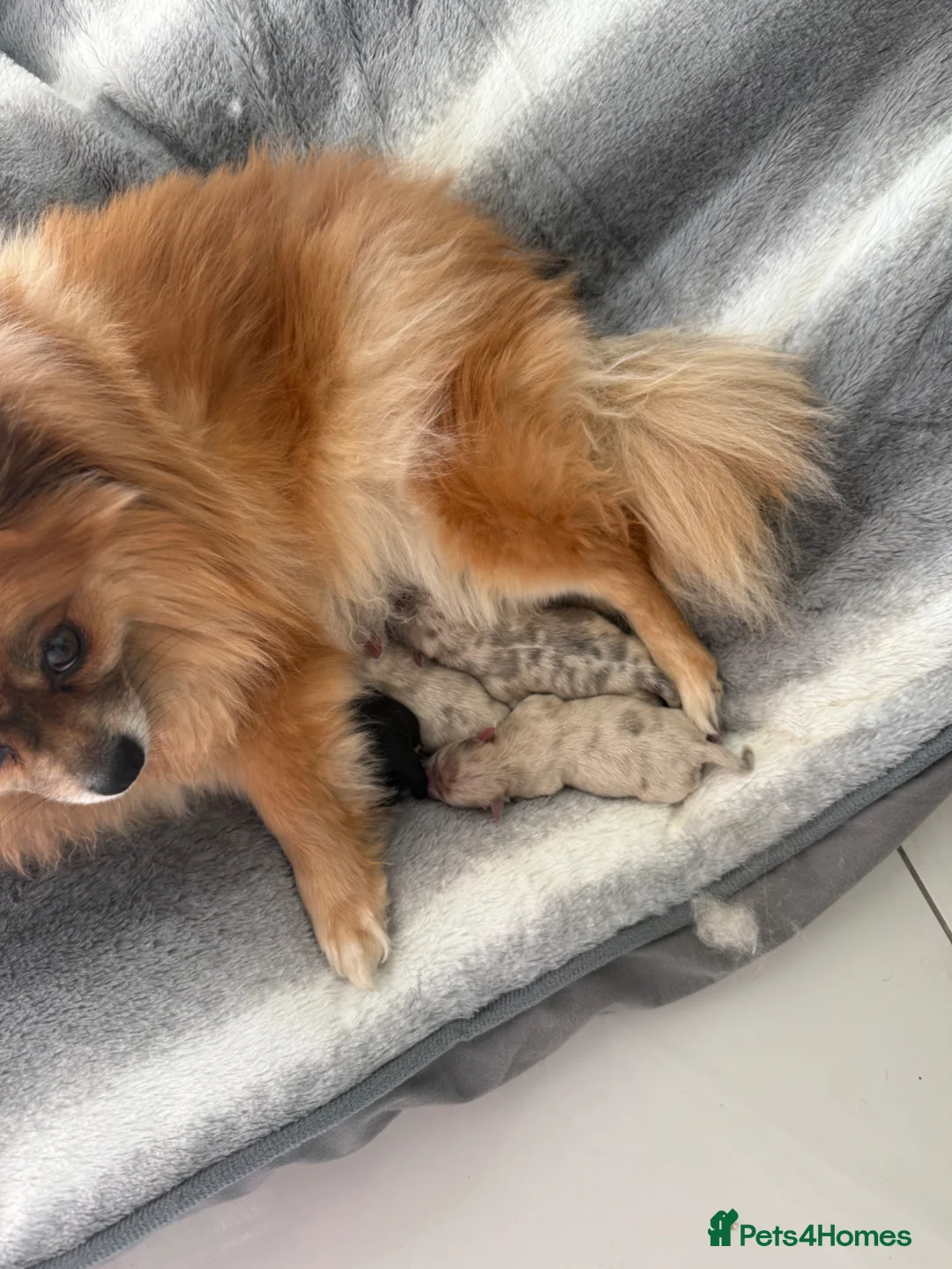 Pomeranian dogs for sale: Beautiful Pomeranian Puppies - Advert 1