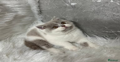 British Shorthair cats - Advert 1