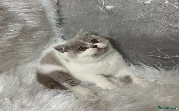 British Shorthair cats - Advert 4