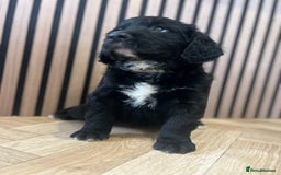 Mixed Breed dogs for sale: Golden mountain doodles  - Advert 13