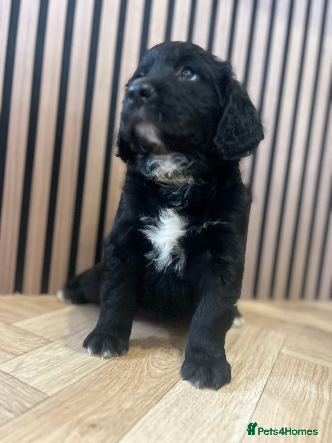 Mixed Breed dogs for sale: Golden mountain doodles  - Advert 13