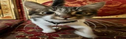Turkish Van cats for sale: Kittens for free  in London - Advert 8