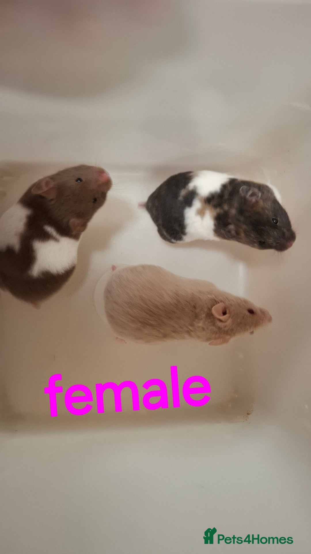 Hamster rodents for sale: Baby Syrian Hamsters - Advert 1