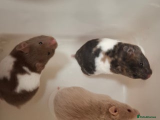 Hamster rodents Baby Syrian Hamsters - Advert 3