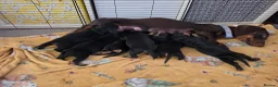 Mixed Breed dogs for sale: 6 beautful dachund puppies for sale in Basildon - Advert 3