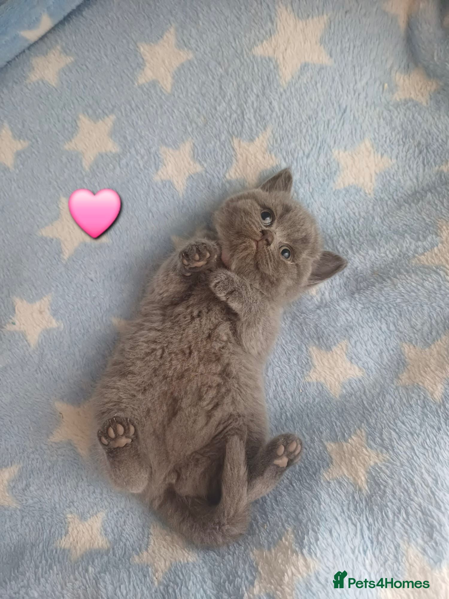 British Shorthair cats British Shorthair Kittens - Advert 2