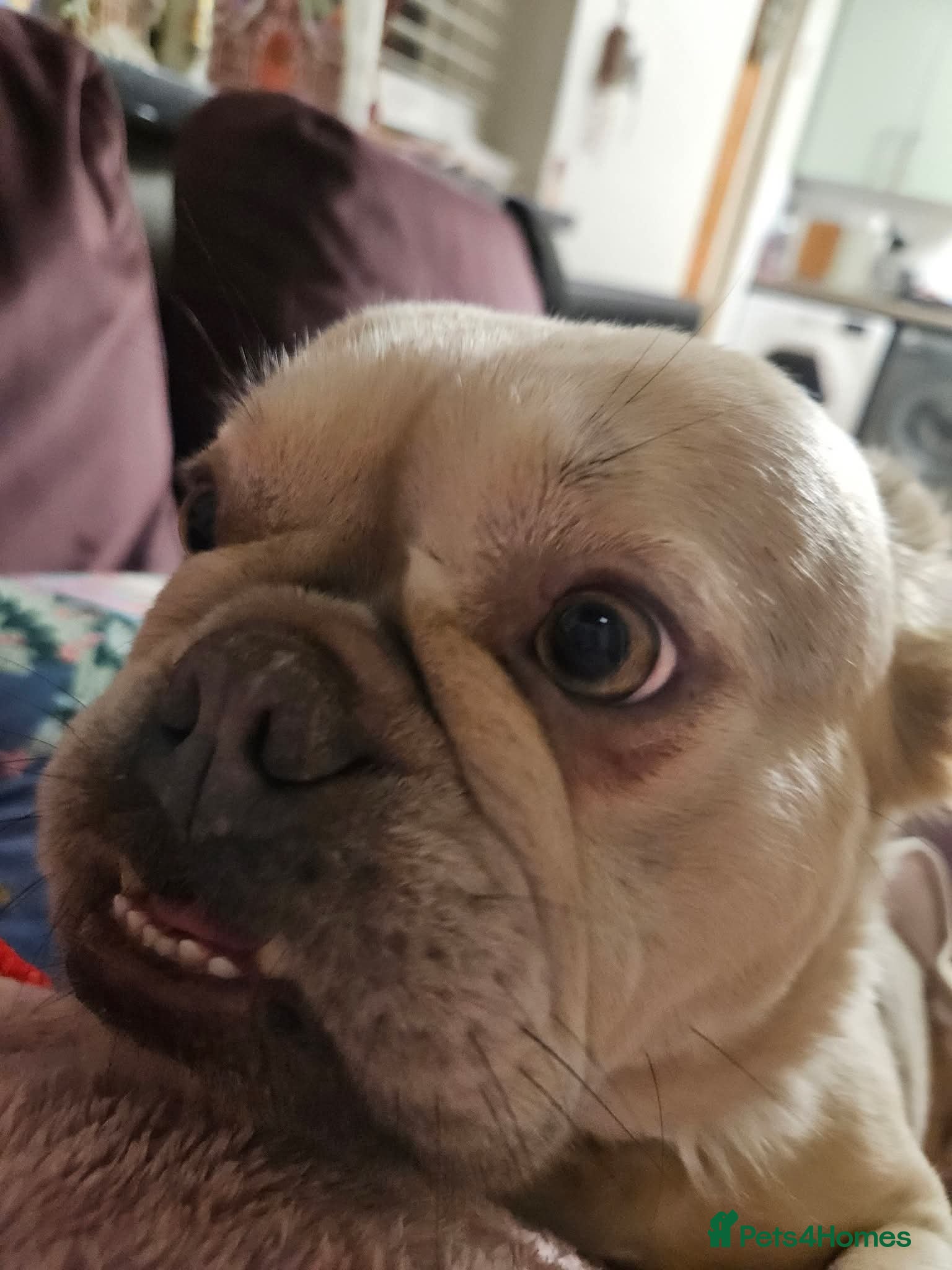 French Bulldog dogs Kennel club Fluffy frenchie female available  - Advert 7