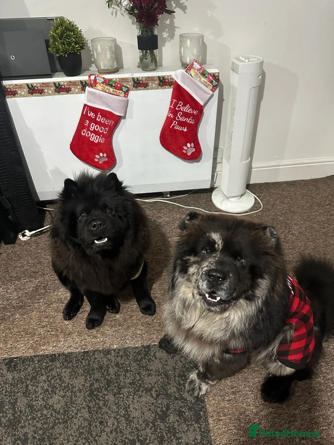 Chow Chow dogs for sale: Cheapest chow chow in London  - Advert 2