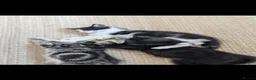 Mixed Breed cats for sale: 4 beautiful Kittens - Advert 4