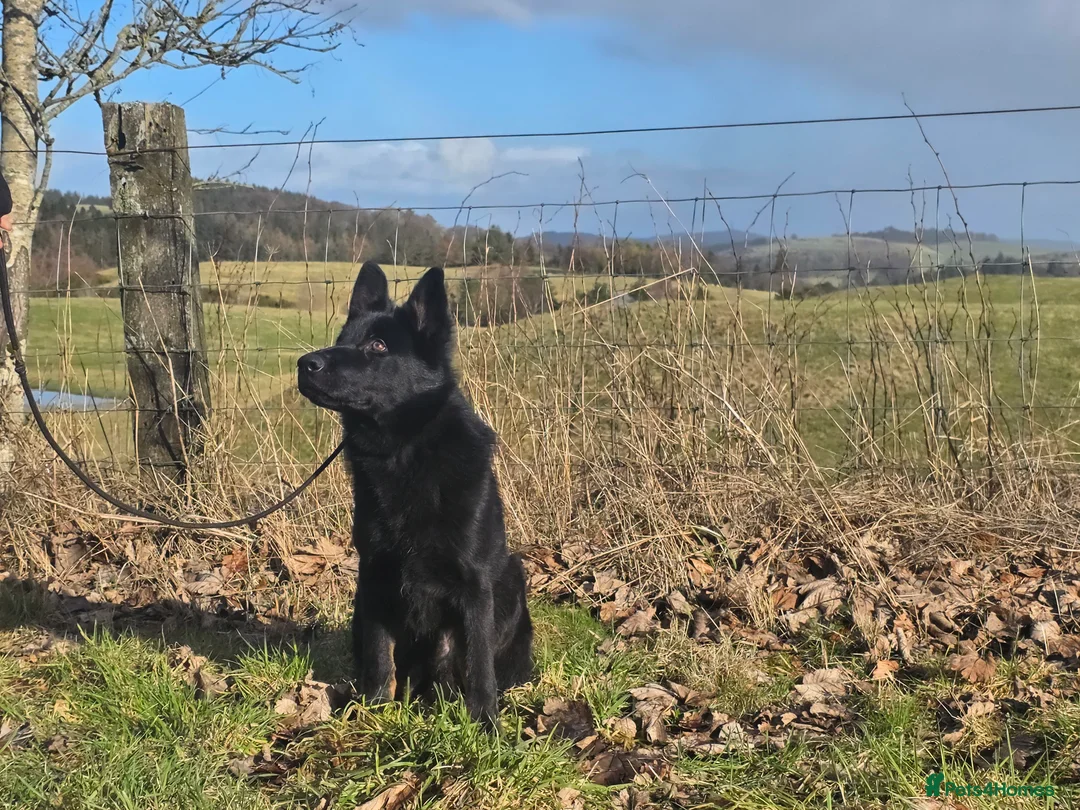 German Shepherd dogs for sale: Rambo, Stunning BiColour GSD Personal Protection  - Advert 5