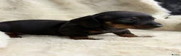 Miniature Dachshund dogs for sale: Beautiful dachshund puppies  - Advert 14