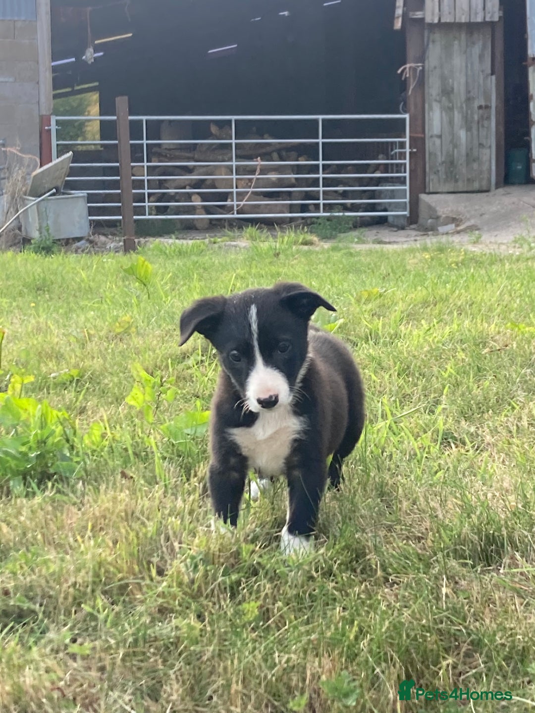 Border Collie dogs for sale: Playful puppies  - Image 14