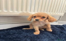 Cavapoo dogs for sale: Beautiful Cavapoo Puppies - Image 2