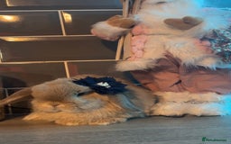 Mini Lop rabbits for sale: Litter of mini lops - Advert 5