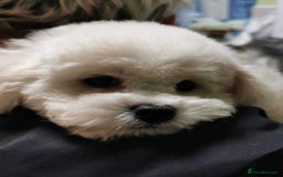 Bichon Frise dogs for sale: ✨ Bichon Frisé Puppies from Champion Bloodlines ✨ - Image 15