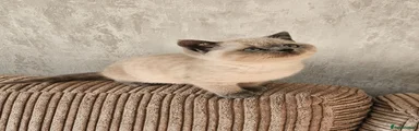 British Shorthair 3