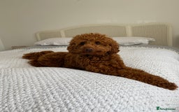 Miniature Poodle dogs for stud: Miniature Poidle - Image 2