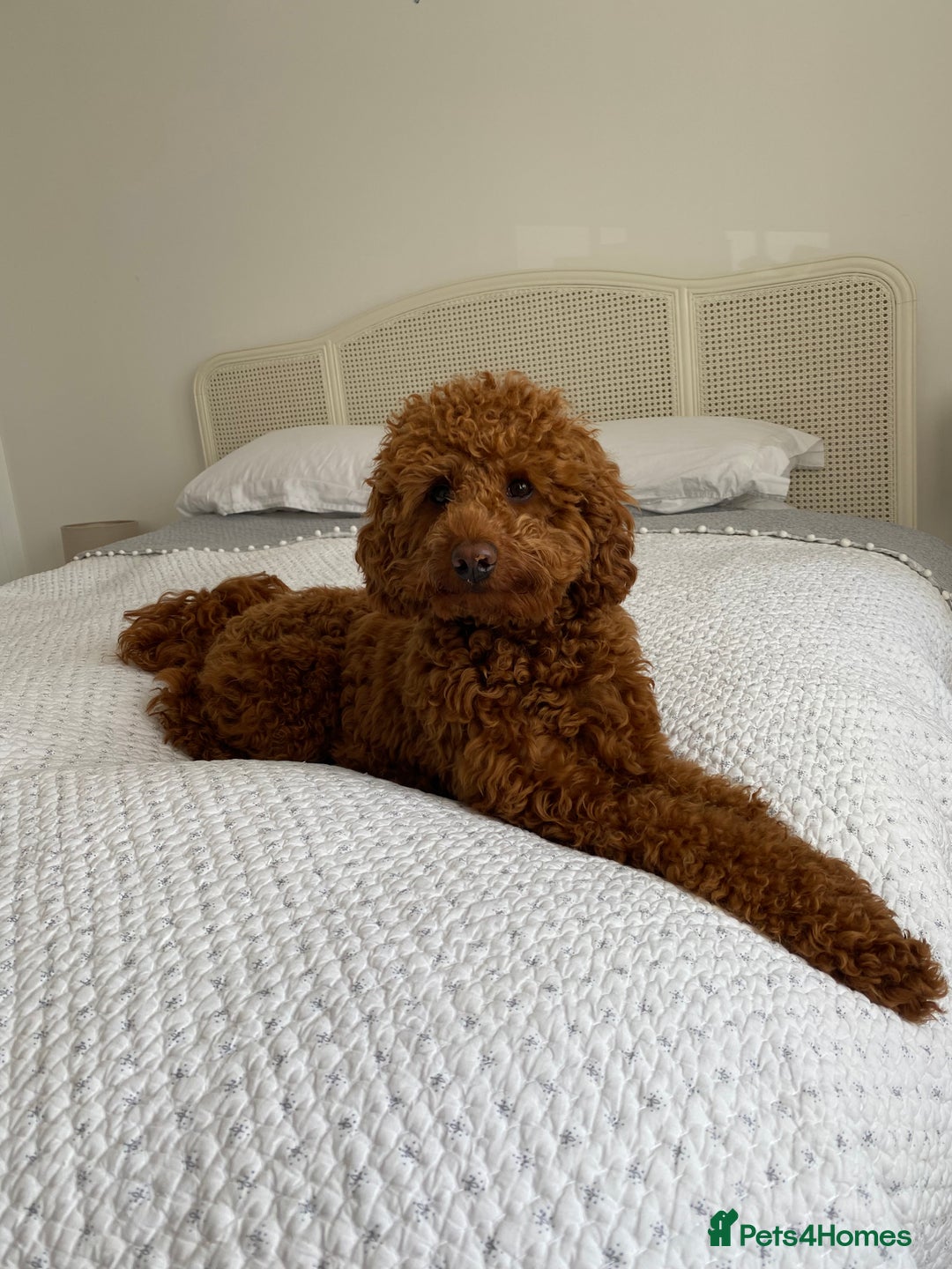 Miniature Poodle dogs for stud: Miniature Poidle - Image 2