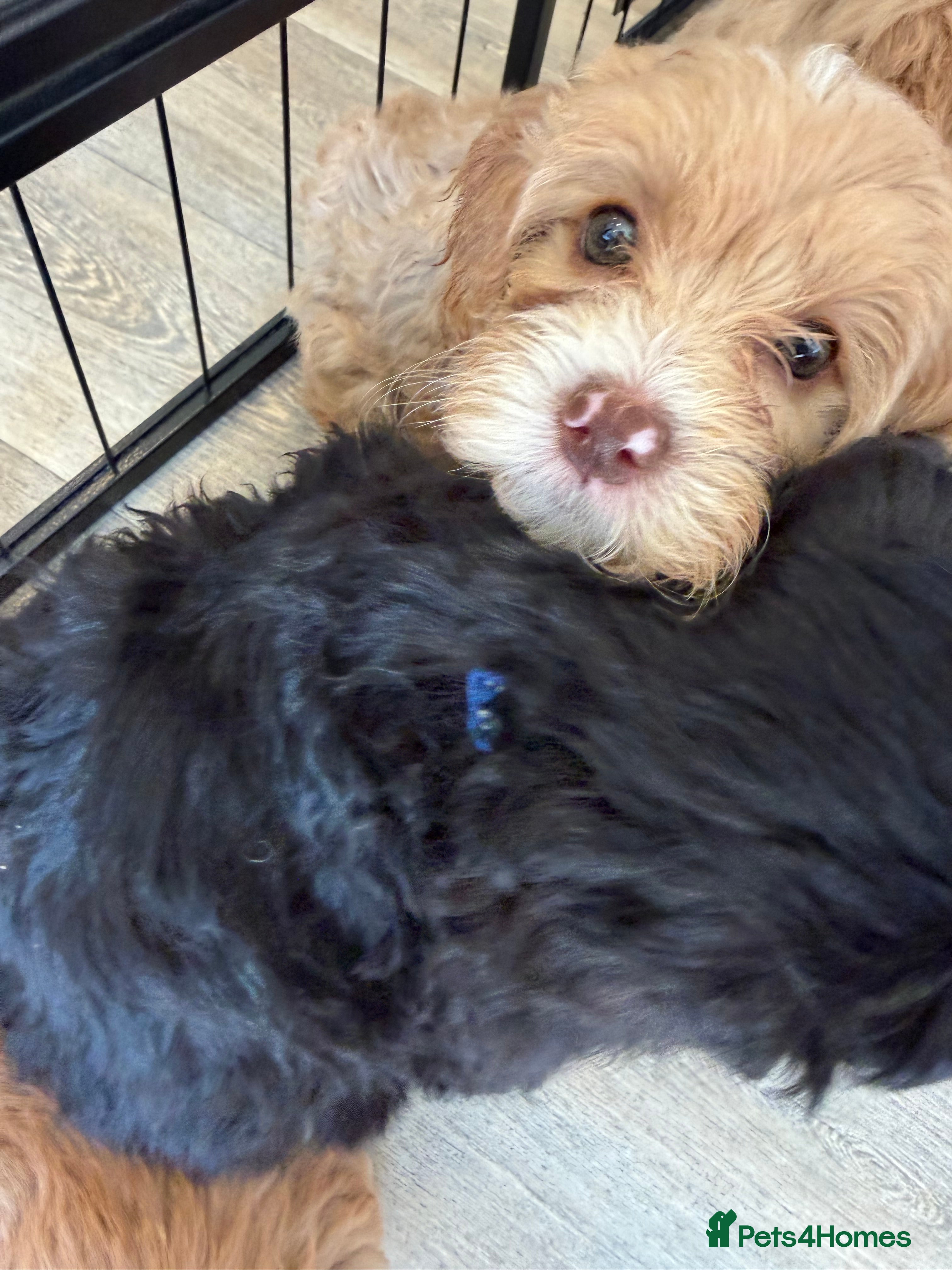Australian Labradoodle dogs Multigenerational Australian Labradoodle puppies - Advert 2