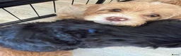 Australian Labradoodle dogs for sale: Multigenerational Australian Labradoodle puppies - Advert 3