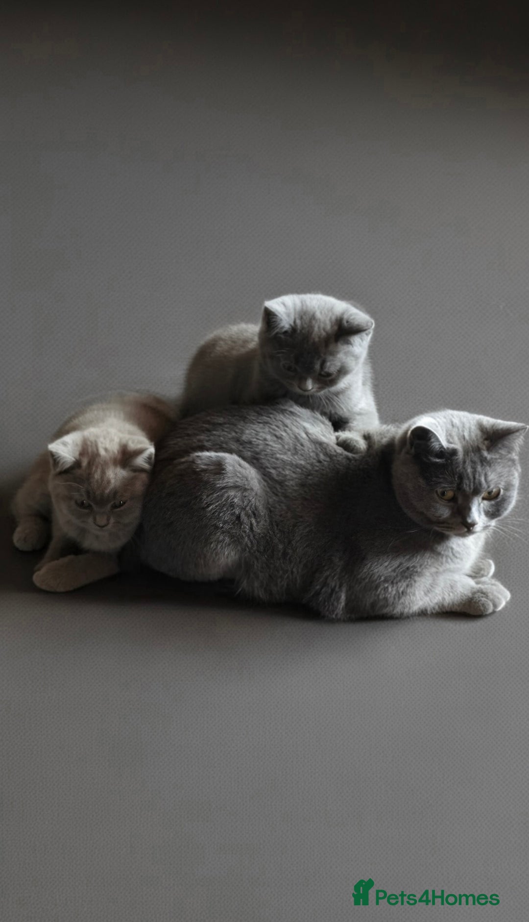 British Shorthair cats for sale: Cute British Shorthair Kittens - Image 2