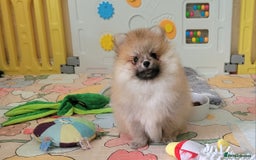 Pomeranian dogs for sale: 🔥XXXS🔥Pomeranian puppies🔥KC reg🔥for sale🔥 - Image 3