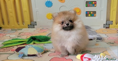Pomeranian dogs - Advert 13