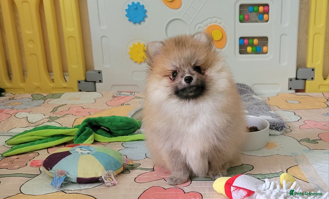 Pomeranian dogs for sale: 🔥XXXS🔥Pomeranian puppies🔥KC reg🔥for sale🔥 - Image 3