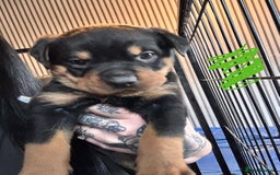 Mixed Breed dogs for sale: Beautiful chunky 3/4 Rottweiler 1/4 sharpei pups  - Image 7
