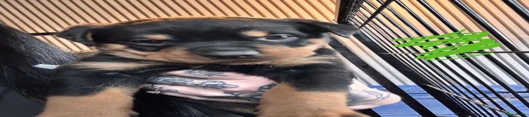 Mixed Breed Puppy 3