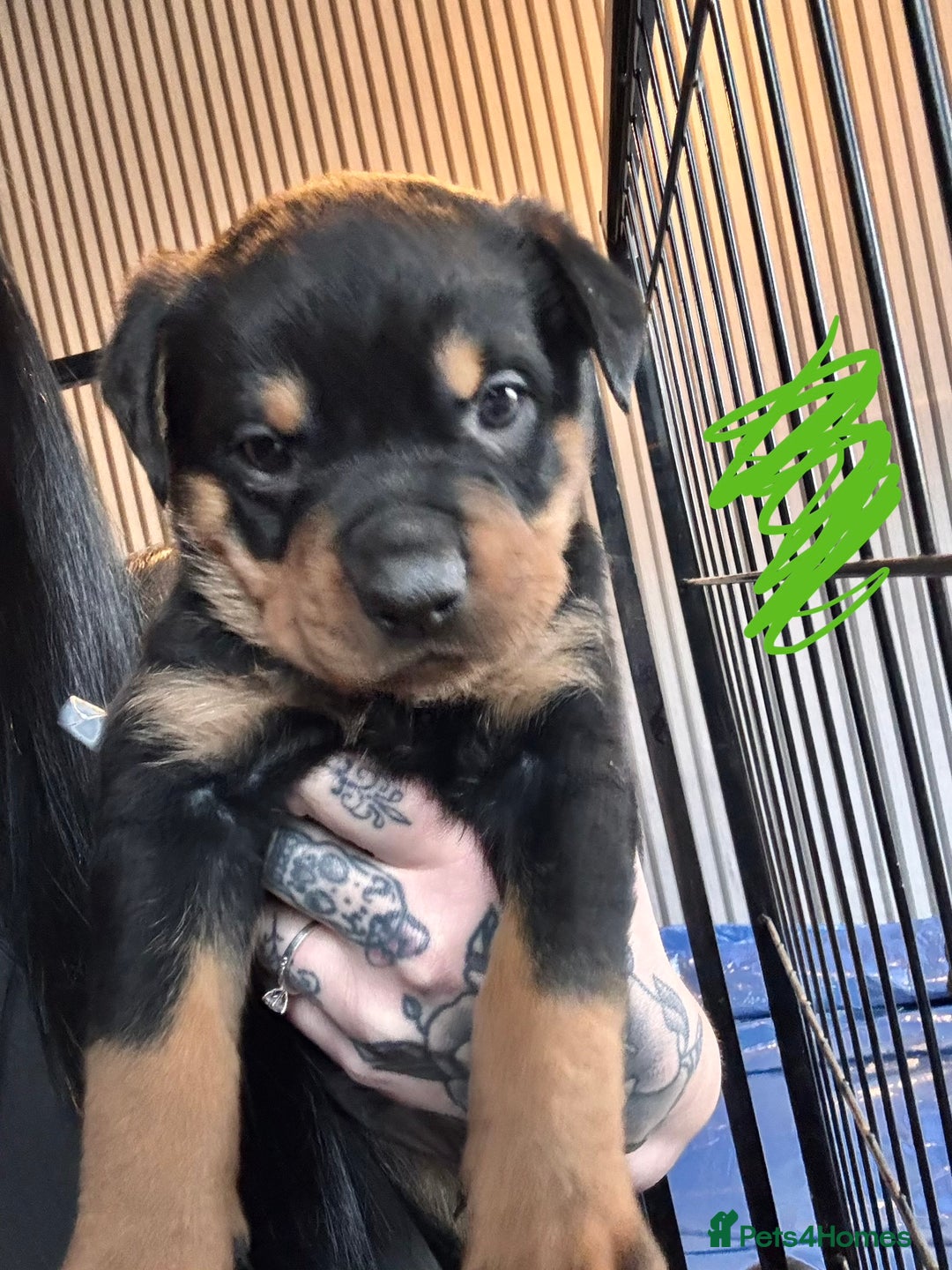 Mixed Breed dogs for sale: Beautiful chunky 3/4 Rottweiler 1/4 sharpei pups  - Image 7