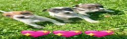 Jack Russell dogs for sale: Beautiful Jack Russell Pups Ready for Forever Home - Advert 13