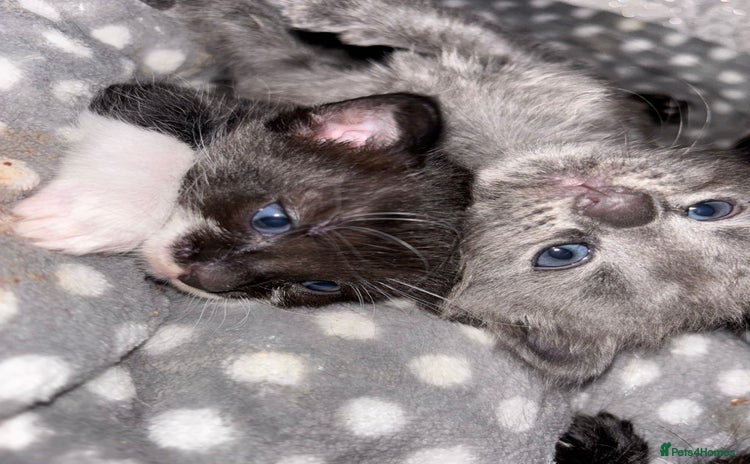 Mixed Breed cats - Advert 15