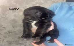 Mixed Breed dogs for sale: Shepard x spaniel puppies - Image 7