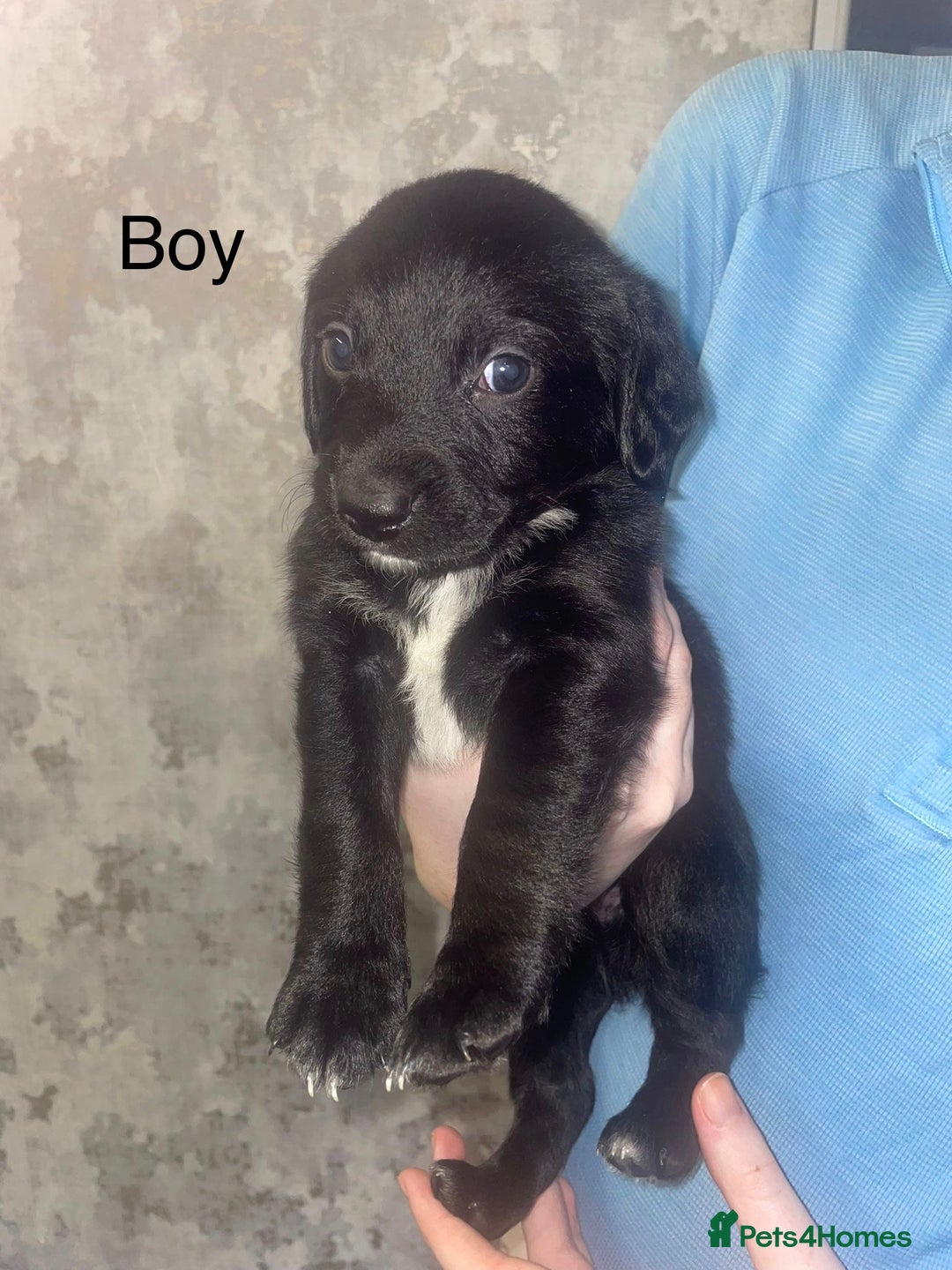 Mixed Breed dogs for sale: Shepard x spaniel puppies - Image 7