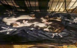Mixed Breed cats for sale: 🐾 Rory & Charlie – Bengal Mix Boys 🐾 - Image 10