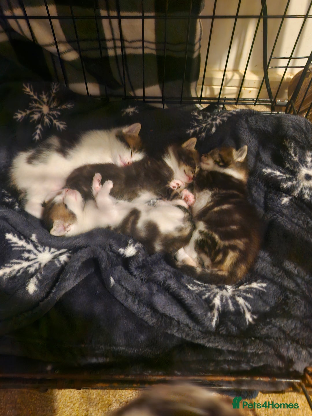 Mixed Breed cats for sale: 🐾 Rory & Charlie – Bengal Mix Boys 🐾 - Image 10