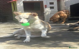 Mixed Breed dogs for adoption: Song - Norwich Norfolk  - Image 11